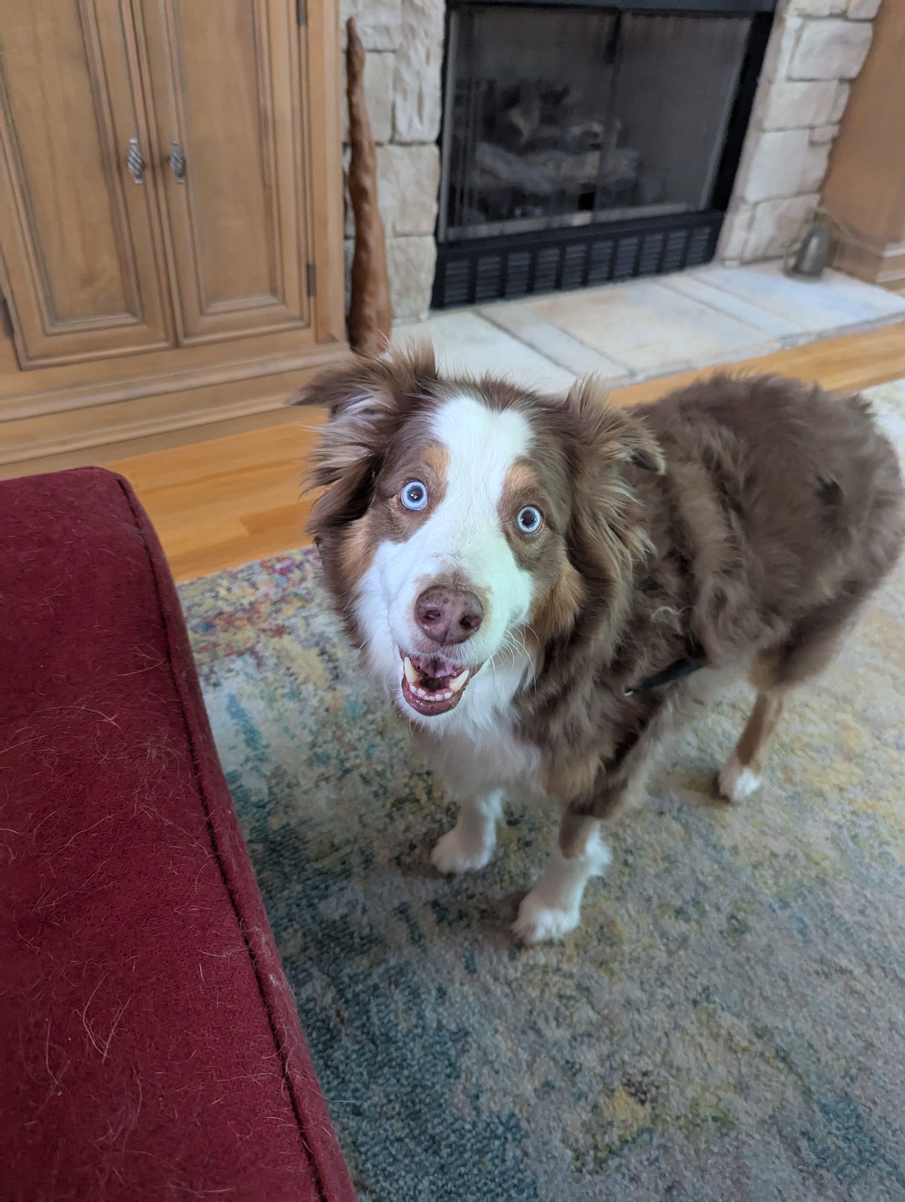 Dog Photo Coming Soon