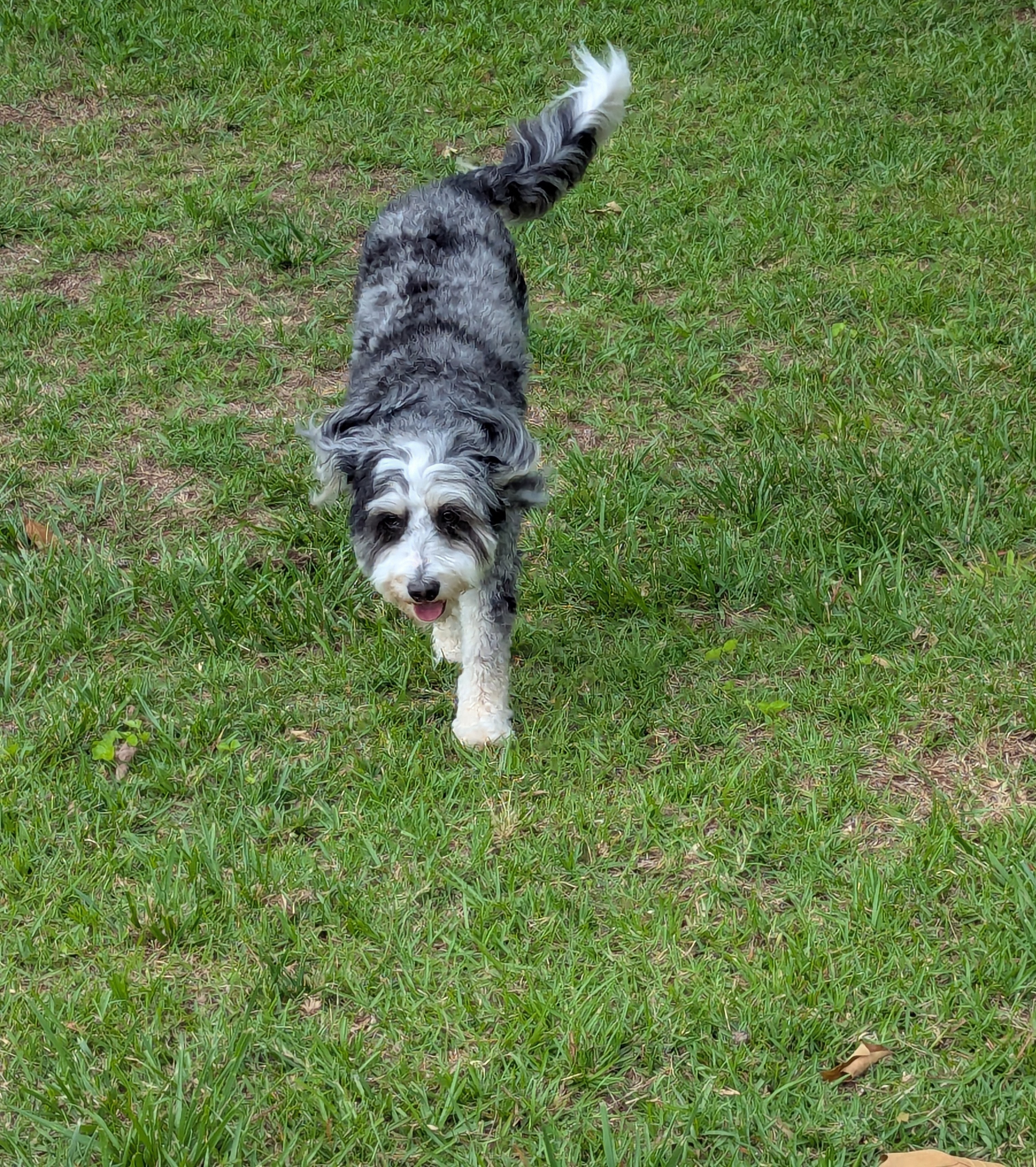 Dog Photo Coming Soon
